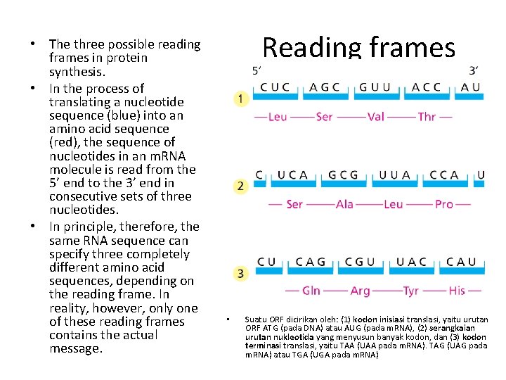  • The three possible reading frames in protein synthesis. • In the process