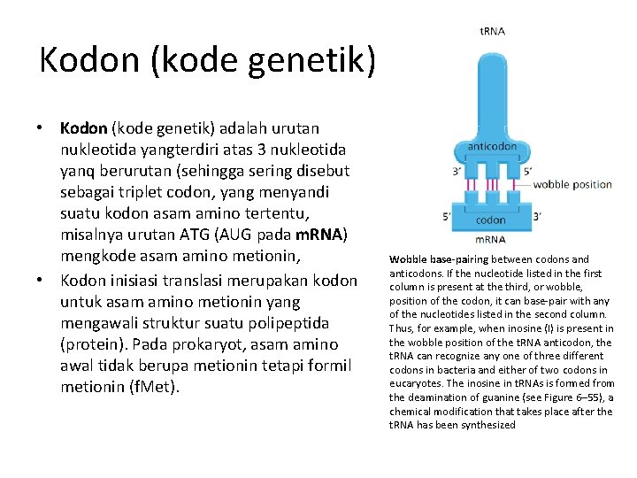 Kodon (kode genetik) • Kodon (kode genetik) adalah urutan nukleotida yangterdiri atas 3 nukleotida
