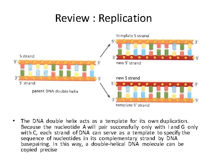 Review : Replication • The DNA double helix acts as a template for its