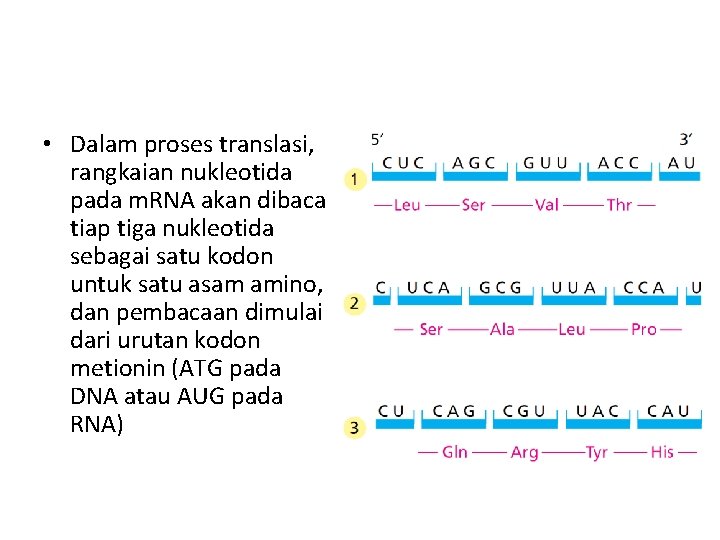  • Dalam proses translasi, rangkaian nukleotida pada m. RNA akan dibaca tiap tiga