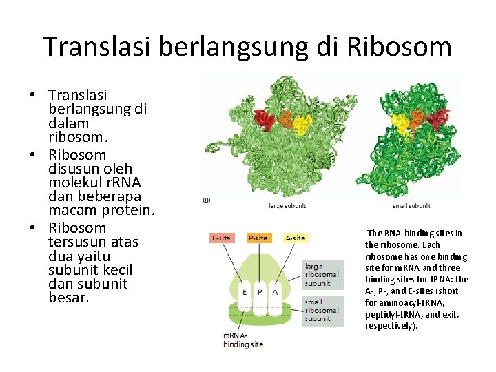 Translasi berlangsung di Ribosom • Translasi berlangsung di dalam ribosom. • Ribosom disusun oleh