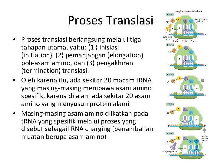 Proses Translasi • Proses translasi berlangsung melalui tiga tahapan utama, yaitu: (1 ) inisiasi