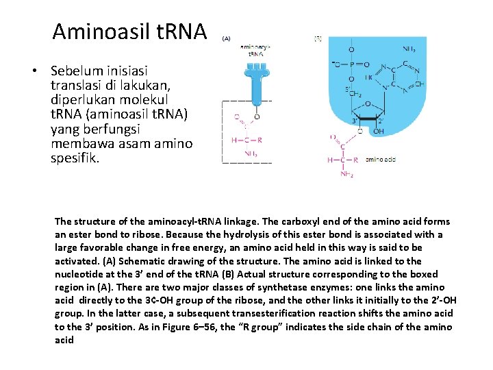 Aminoasil t. RNA • Sebelum inisiasi translasi di lakukan, diperlukan molekul t. RNA (aminoasil