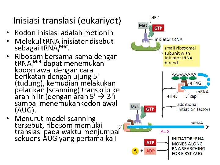 Inisiasi translasi (eukariyot) • Kodon inisiasi adalah metionin • Molekul t. RNA inisiator disebut