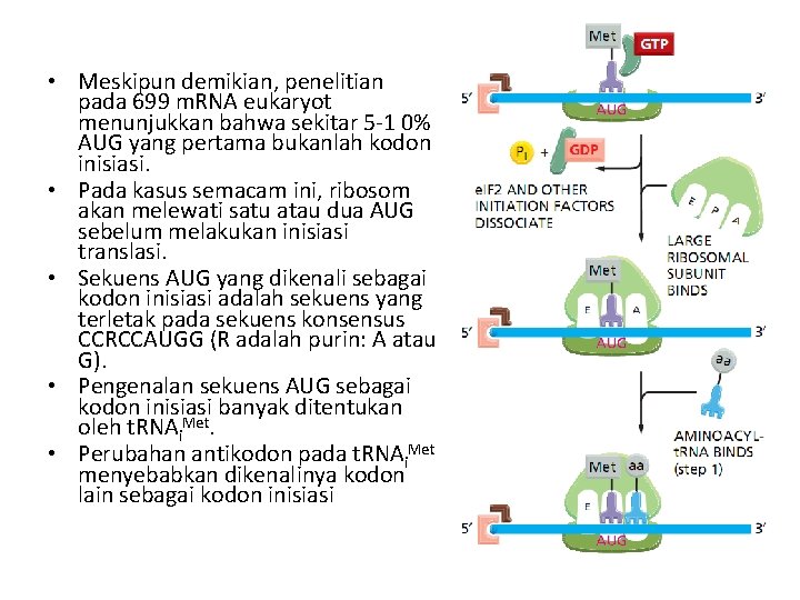  • Meskipun demikian, penelitian pada 699 m. RNA eukaryot menunjukkan bahwa sekitar 5
