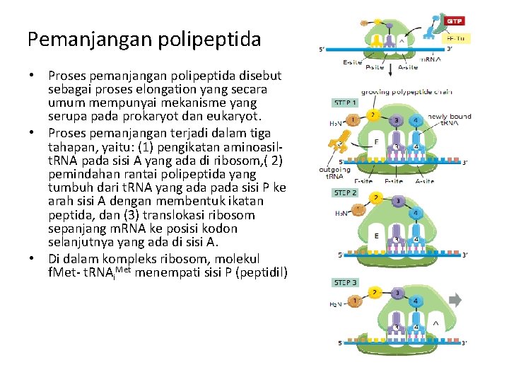 Pemanjangan polipeptida • Proses pemanjangan polipeptida disebut sebagai proses elongation yang secara umum mempunyai