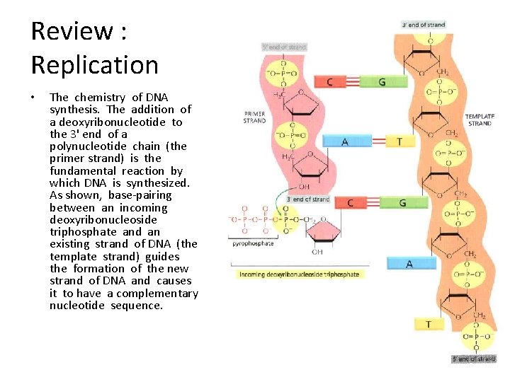 Review : Replication • The chemistry of DNA synthesis. The addition of a deoxyribonucleotide