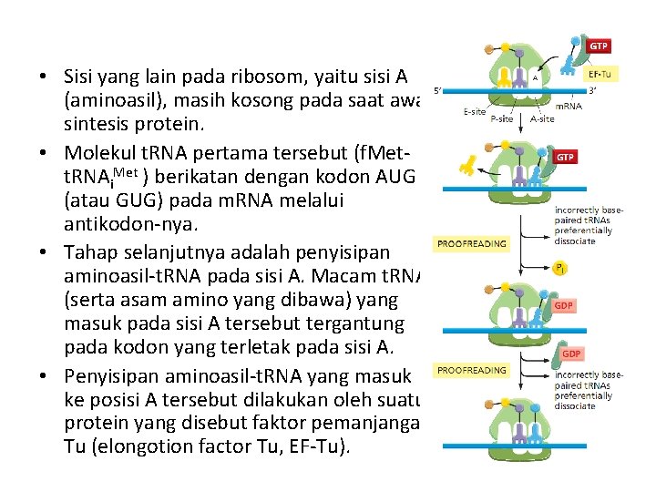  • Sisi yang lain pada ribosom, yaitu sisi A (aminoasil), masih kosong pada