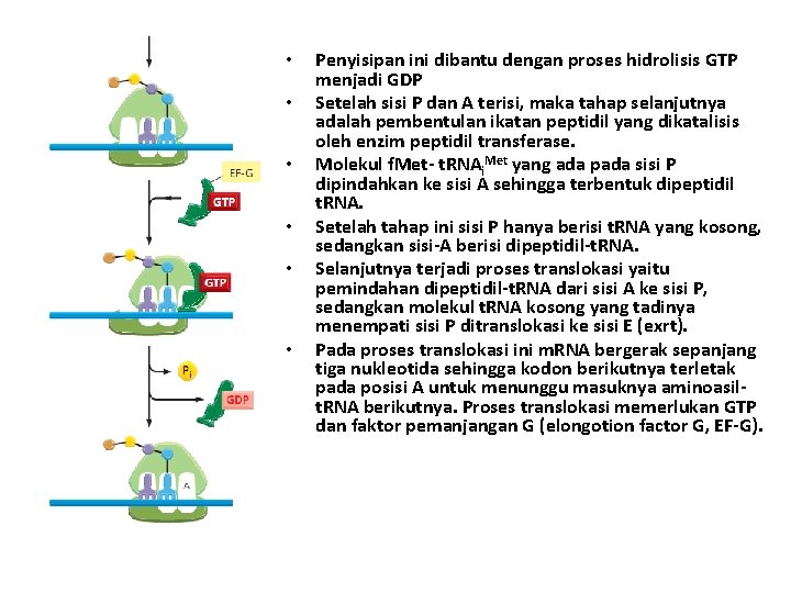  • • • Penyisipan ini dibantu dengan proses hidrolisis GTP menjadi GDP Setelah