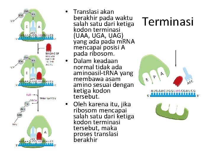  • Translasi akan berakhir pada waktu salah satu dari ketiga kodon terminasi (UAA,