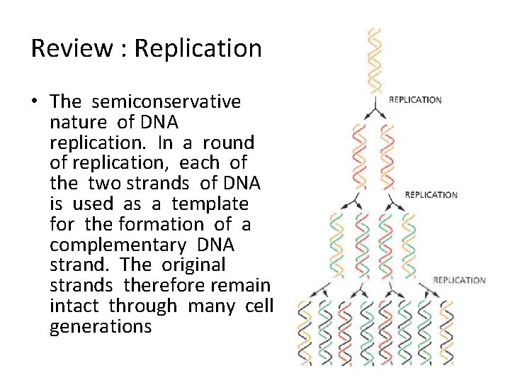 Review : Replication • The semiconservative nature of DNA replication. In a round of
