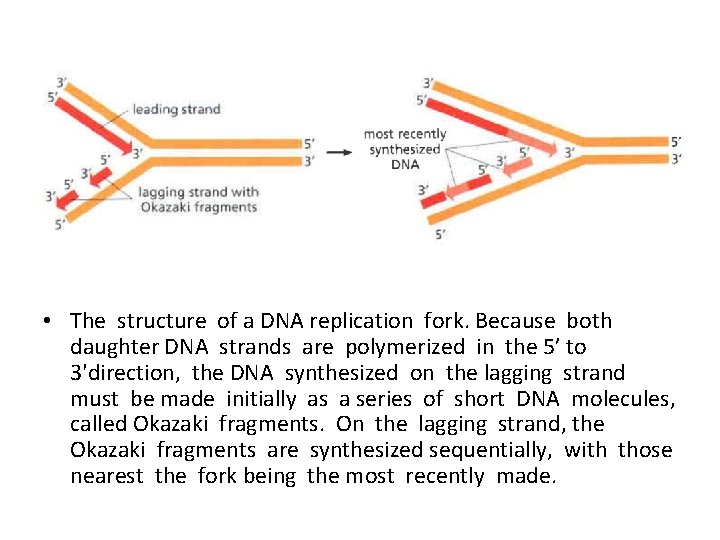  • The structure of a DNA replication fork. Because both daughter DNA strands
