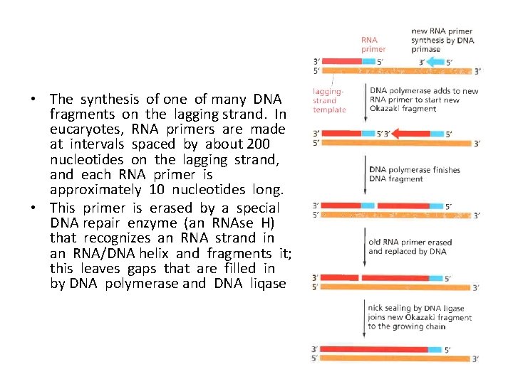  • The synthesis of one of many DNA fragments on the lagging strand.