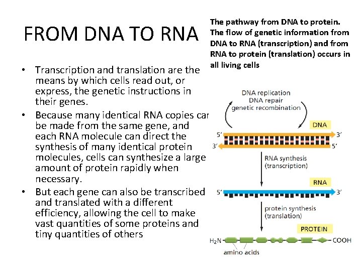 FROM DNA TO RNA The pathway from DNA to protein. The flow of genetic