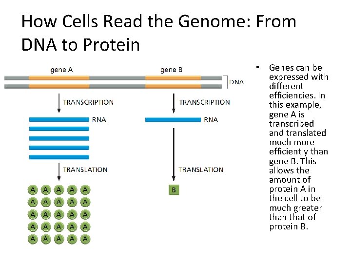 How Cells Read the Genome: From DNA to Protein • Genes can be expressed