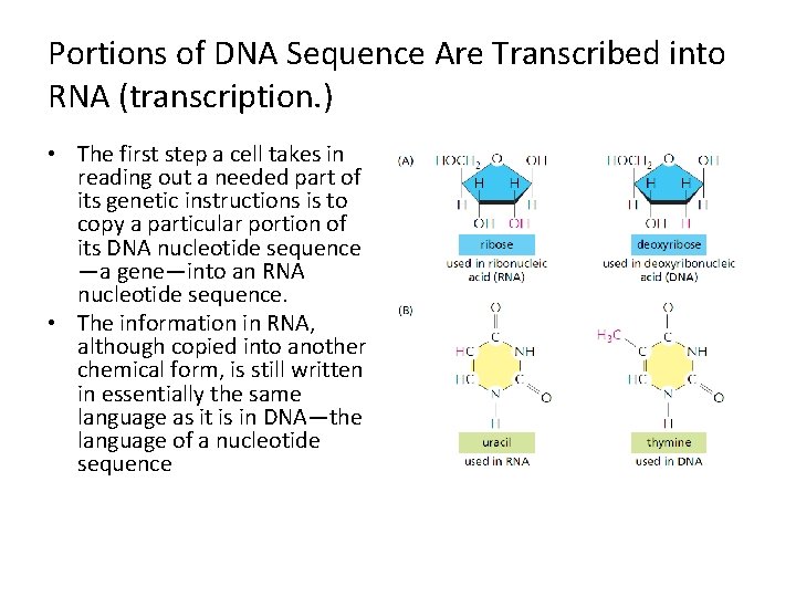 Portions of DNA Sequence Are Transcribed into RNA (transcription. ) • The first step