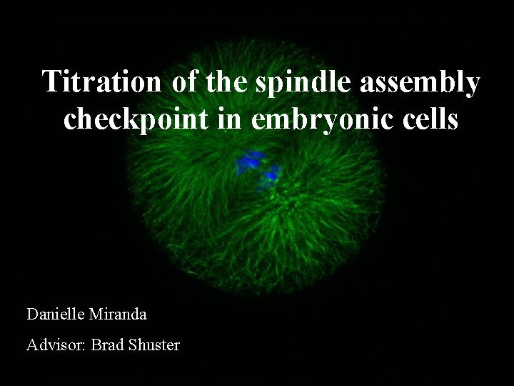 Titration of the spindle assembly checkpoint in embryonic cells Danielle Miranda Advisor: Brad Shuster