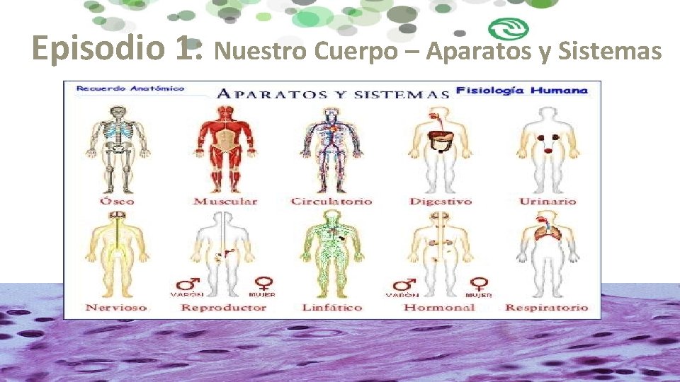 Episodio 1: Nuestro Cuerpo – Aparatos y Sistemas 