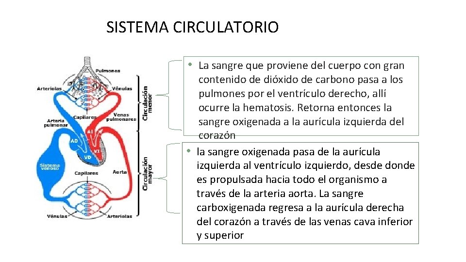 SISTEMA CIRCULATORIO • La sangre que proviene del cuerpo con gran contenido de dióxido