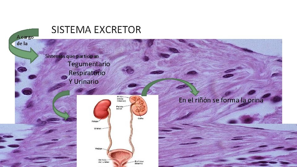 A cargo de la SISTEMA EXCRETOR Sistemas que participan Eliminación de desechos Tegumentario Respiratorio