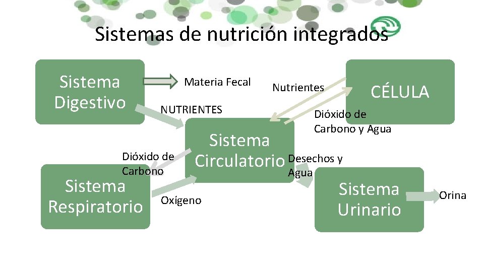 Sistemas de nutrición integrados Sistema Digestivo Materia Fecal NUTRIENTES Nutrientes CÉLULA Dióxido de Carbono