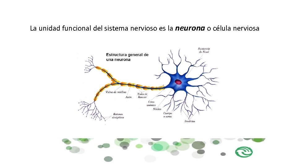 La unidad funcional del sistema nervioso es la neurona o célula nerviosa 