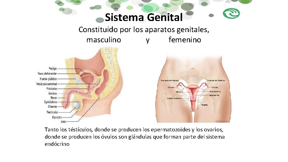 Sistema Genital Constituido por los aparatos genitales, masculino y femenino Tanto los téstículos, donde