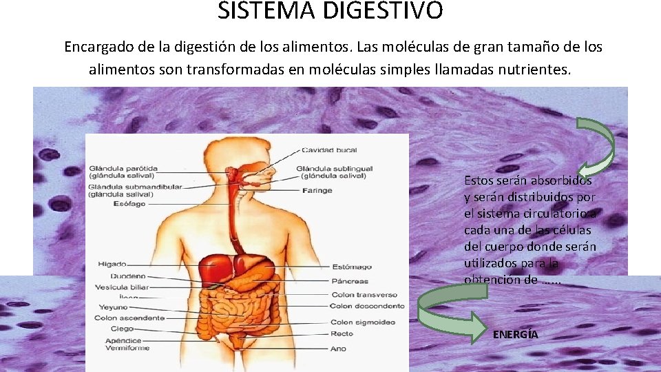 SISTEMA DIGESTIVO Encargado de la digestión de los alimentos. Las moléculas de gran tamaño