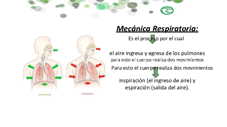 Mecánica Respiratoria: Es el proceso por el cual el aire ingresa y egresa de