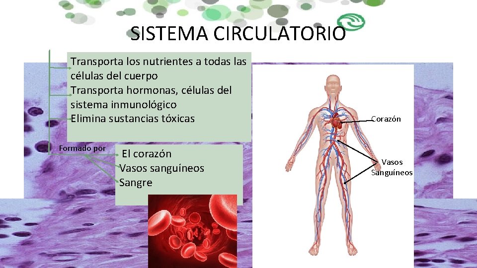 SISTEMA CIRCULATORIO Transporta los nutrientes a todas las células del cuerpo Transporta hormonas, células