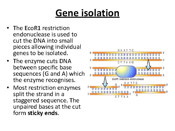 Gene isolation • The Eco. R 1 restriction endonuclease is used to cut the