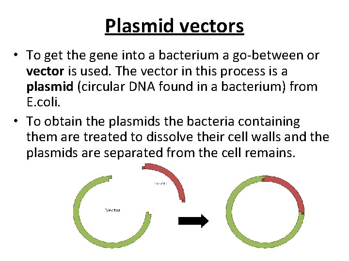 Plasmid vectors • To get the gene into a bacterium a go-between or vector