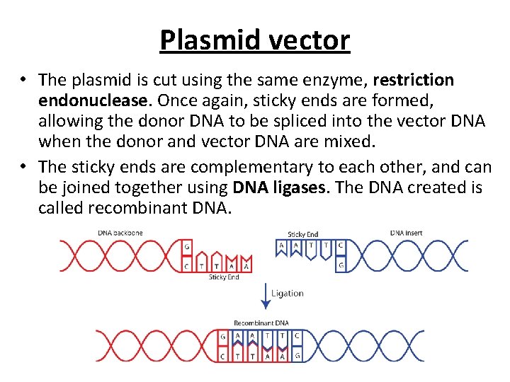 Plasmid vector • The plasmid is cut using the same enzyme, restriction endonuclease. Once
