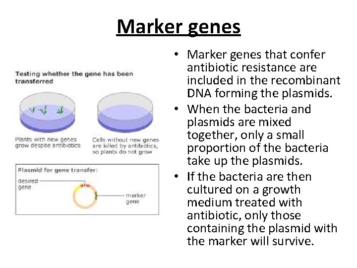 Marker genes • Marker genes that confer antibiotic resistance are included in the recombinant