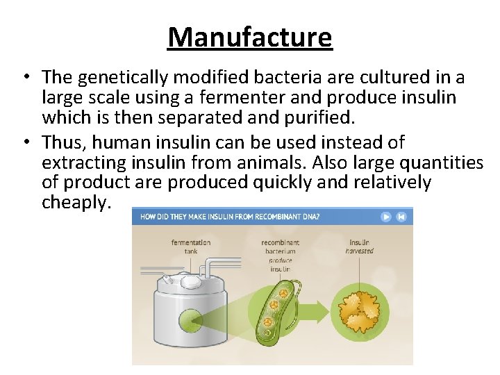 Manufacture • The genetically modified bacteria are cultured in a large scale using a