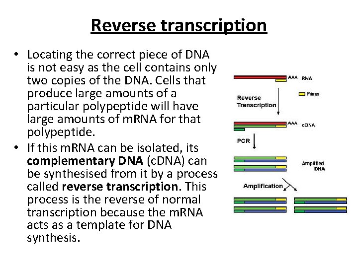 Reverse transcription • Locating the correct piece of DNA is not easy as the