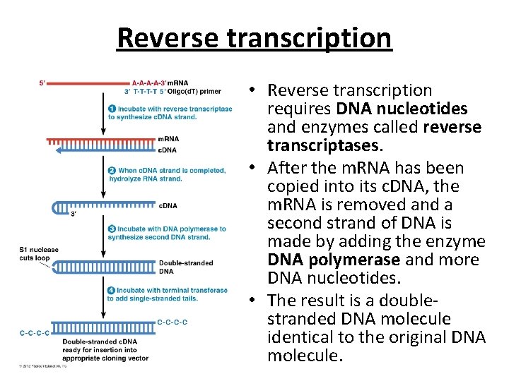 Reverse transcription • Reverse transcription requires DNA nucleotides and enzymes called reverse transcriptases. •