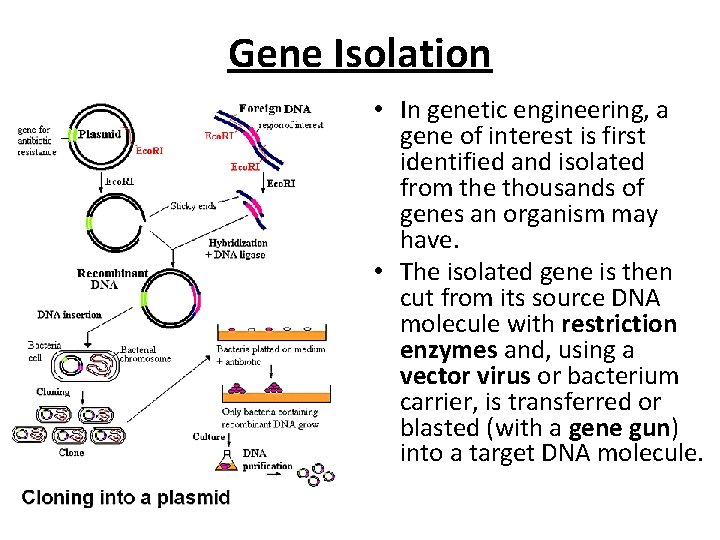 Gene Isolation • In genetic engineering, a gene of interest is first identified and