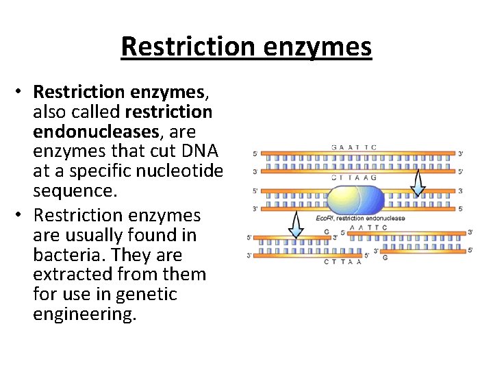 Restriction enzymes • Restriction enzymes, also called restriction endonucleases, are enzymes that cut DNA