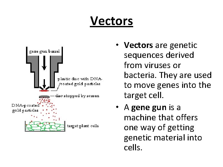 Vectors • Vectors are genetic sequences derived from viruses or bacteria. They are used