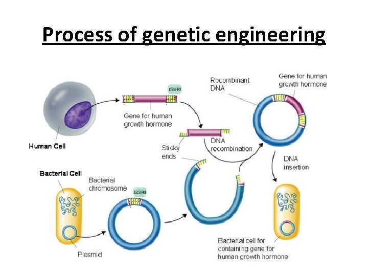 Process of genetic engineering 