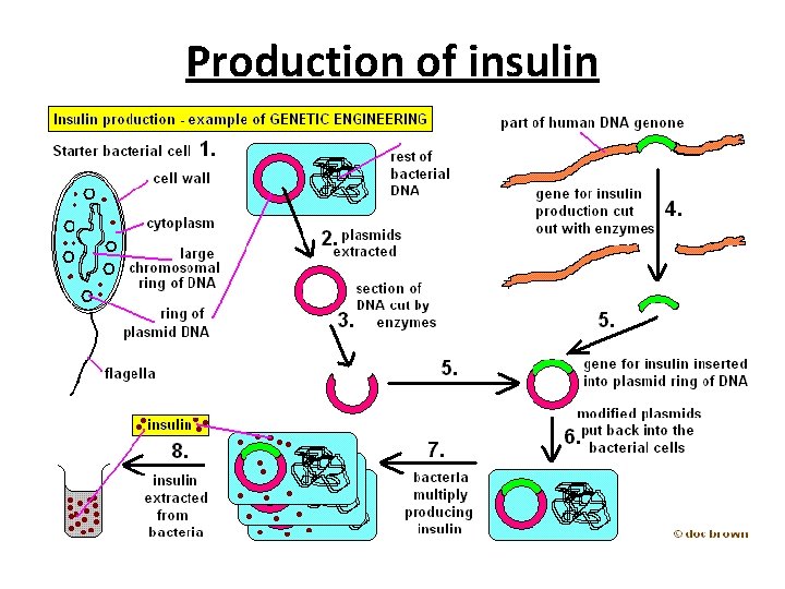 Production of insulin 