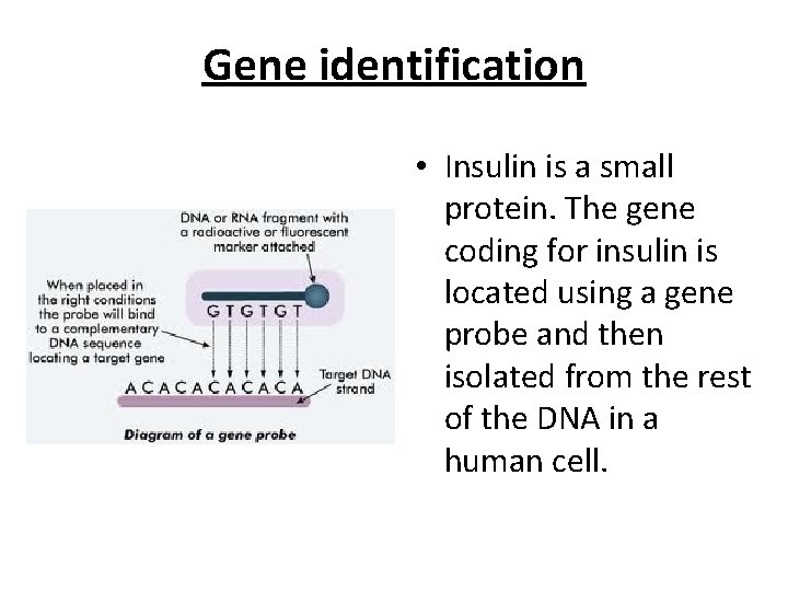 Gene identification • Insulin is a small protein. The gene coding for insulin is