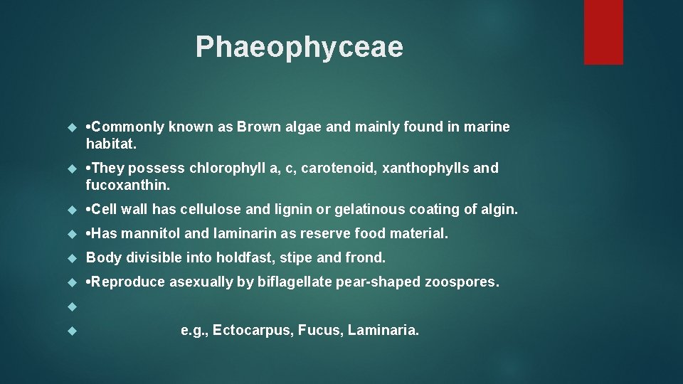 Phaeophyceae • Commonly known as Brown algae and mainly found in marine habitat. •