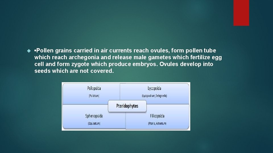  • Pollen grains carried in air currents reach ovules, form pollen tube which