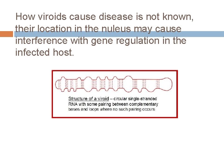 How viroids cause disease is not known, their location in the nuleus may cause