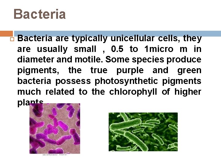 Bacteria are typically unicellular cells, they are usually small , 0. 5 to 1