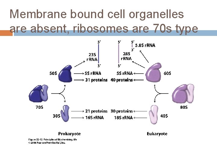 Membrane bound cell organelles are absent, ribosomes are 70 s type 