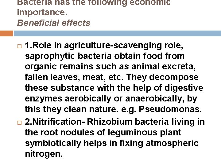 Bacteria has the following economic importance. Beneficial effects 1. Role in agriculture-scavenging role, saprophytic