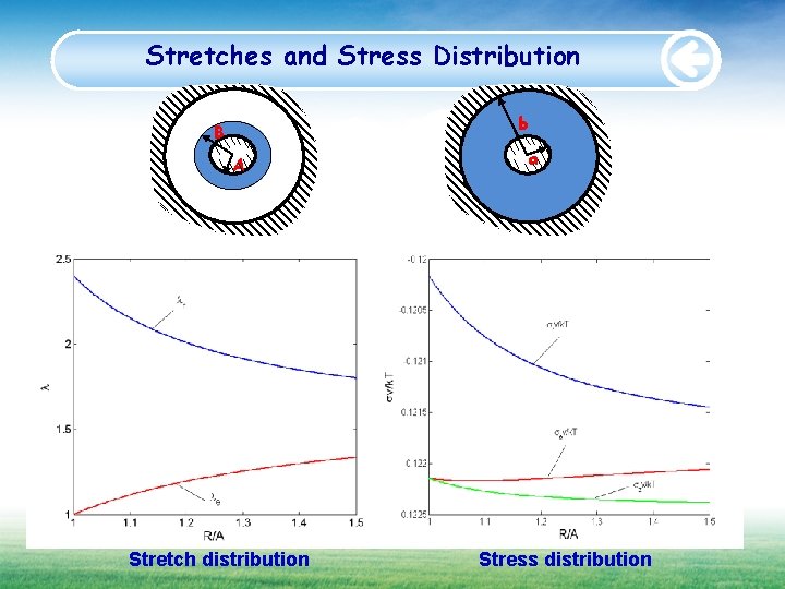 Stretches and Stress Distribution b B A Stretch distribution a Stress distribution 